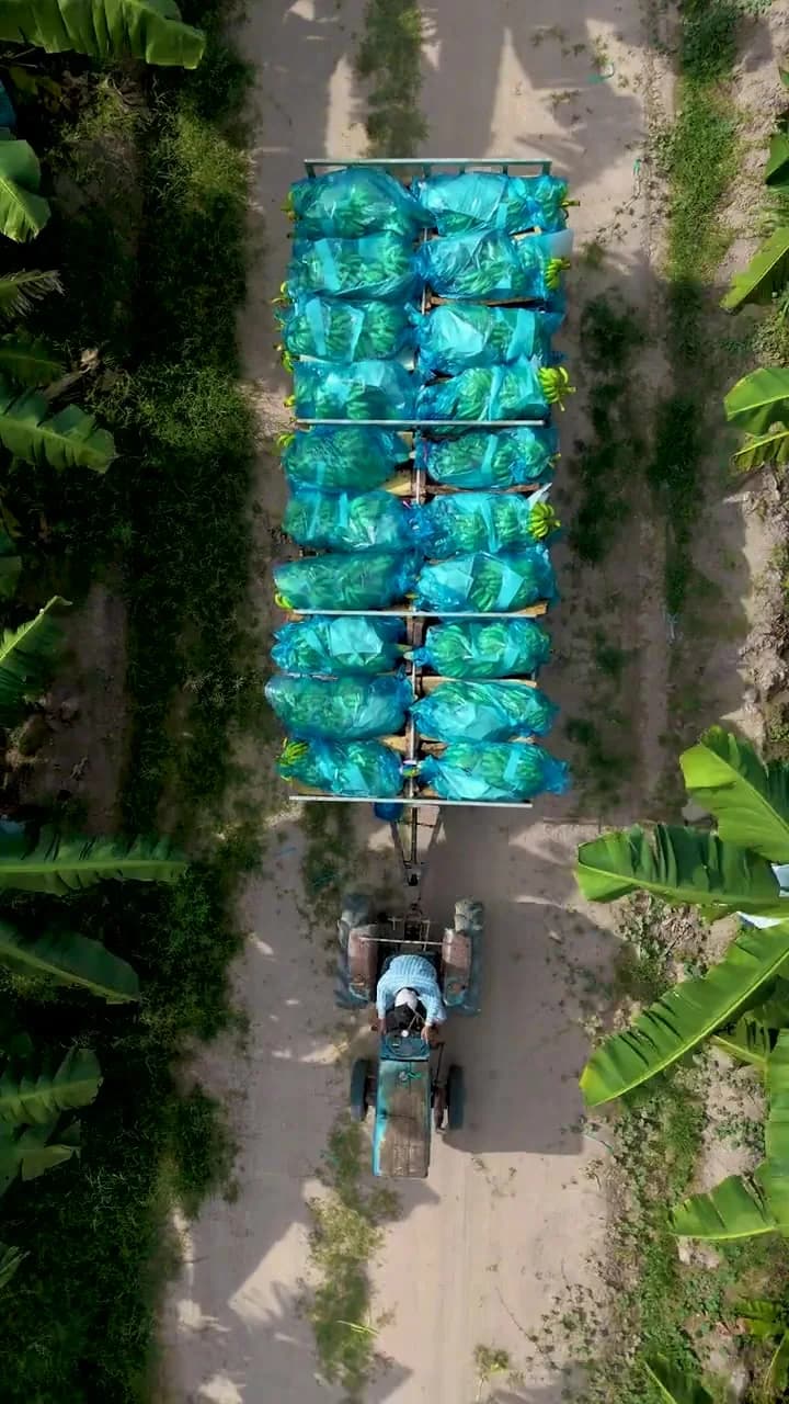 Máy kéo chở những buồng chuối bọc túi xanh giữa vườn