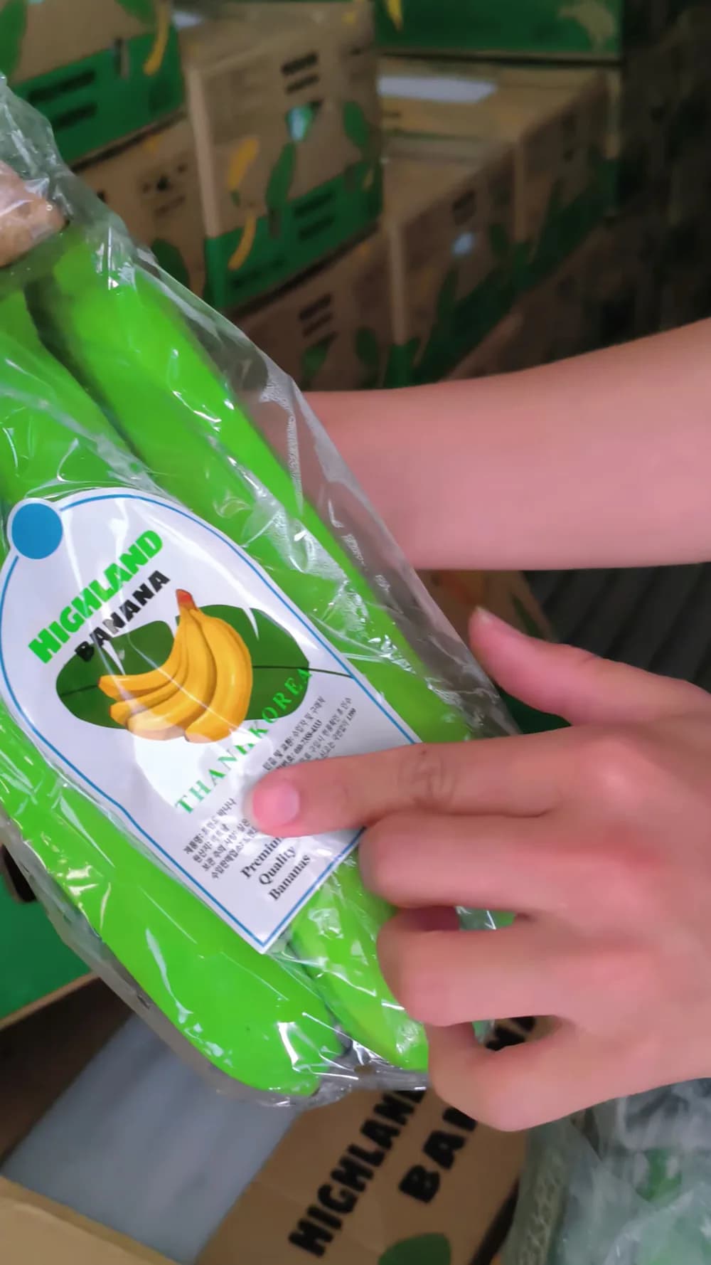 Nải chuối xanh trong túi nhãn Highland Banana
