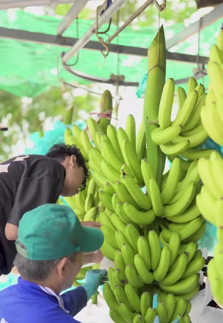 Công nhân treo buồng chuối trên ròng rọc trong nhà sơ chế
