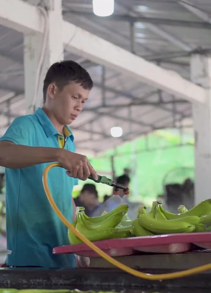 Công nhân rửa nải chuối xanh trong bể nước tại nhà sơ chế