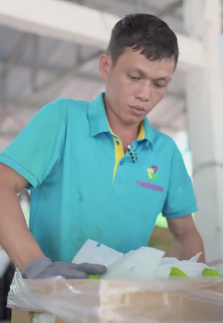 Công nhân áo THANHKOREA đóng chuối vào thùng